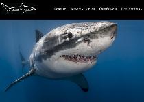 1-shark-education-capture-ecran.jpg