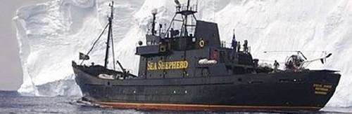 678,Sea-Shepherd