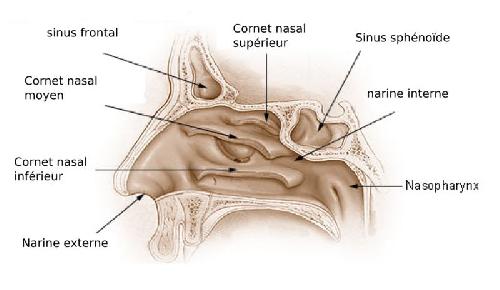 103,sinus