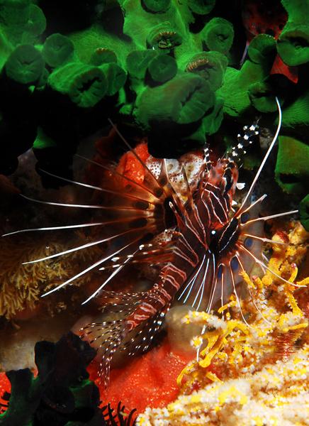 739,pterois