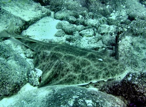 223,requin-ange-a-Tenerife