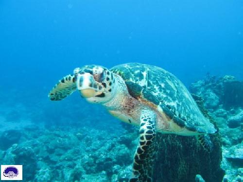 663,tortue-marine