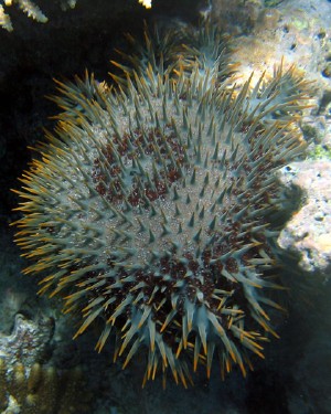 393,acanthaster