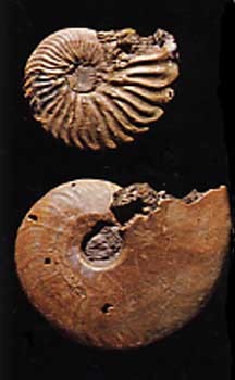 530,ammonite