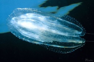 259,zooplancton
