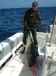 38-150-lb-yf-tuna-04-09.jpg