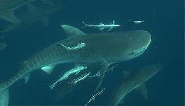 38-remora-tshark-1.jpg