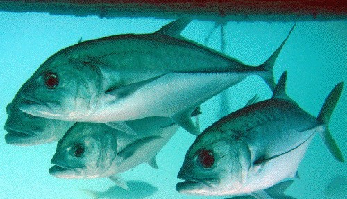 86,poisson