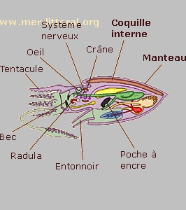 105,cephalopode